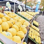 7. Kartepe Ayva Festivali yoğun yağış nedeniyle ertelendi!