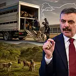 Bakan Çiftçi Duyurdu: Türkiye'deki Sahipsiz Sokak Hayvanlarının Tamamı Toplandı!